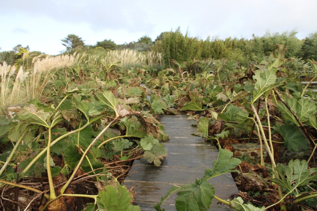 Herbstlich charmant und sehr beeindruckend finde ich die welkenden Gunnera manicata (oder auch Mammutblatt), die weiter oben im Bild ganz sommerlich frisch um den Teich stehen.