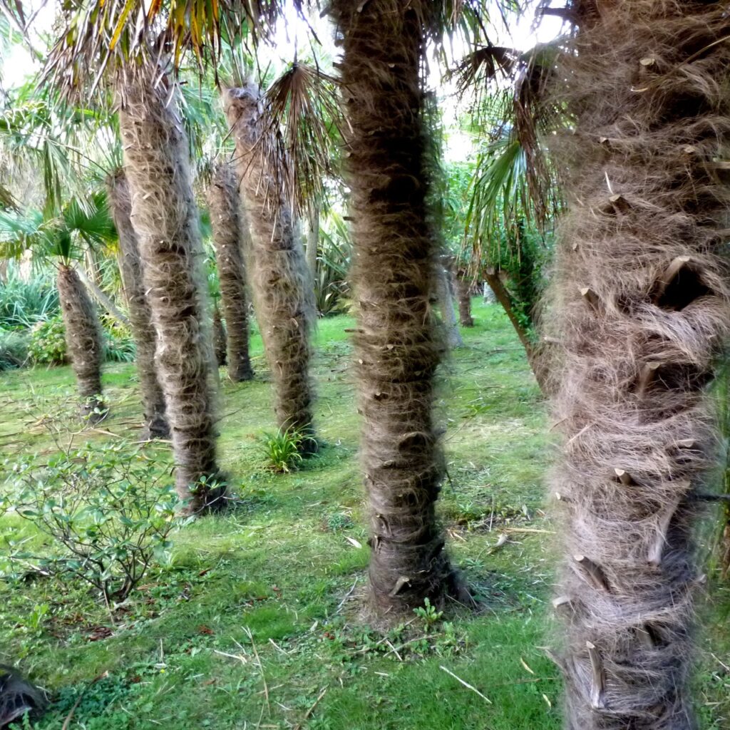 Ja, ein Palmenwald. Ja, hat etwas Absurdes, besonders in der Normandie.