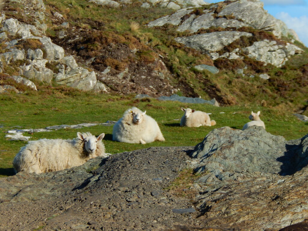 4 Schafe auf der Wiese