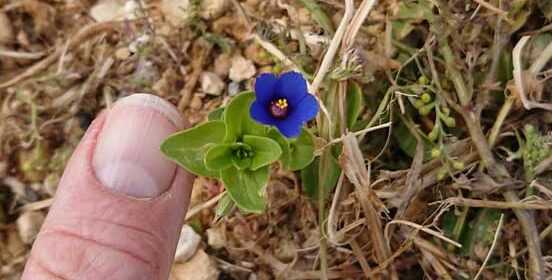 vermutl. Anagallis arvensis f azurea